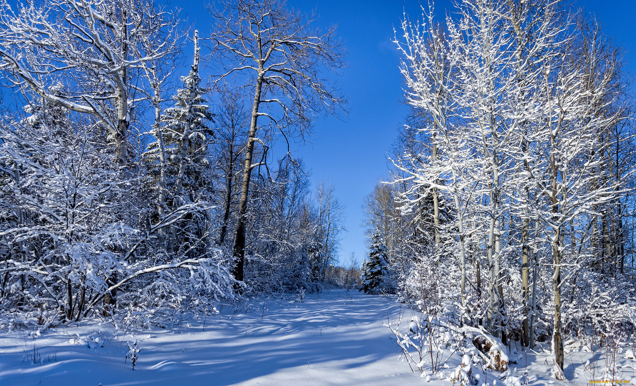 Картинка зимний период. Зимняя природа. Зауралье зима. Красота зимнего леса. Зимняя природа Зауралья.